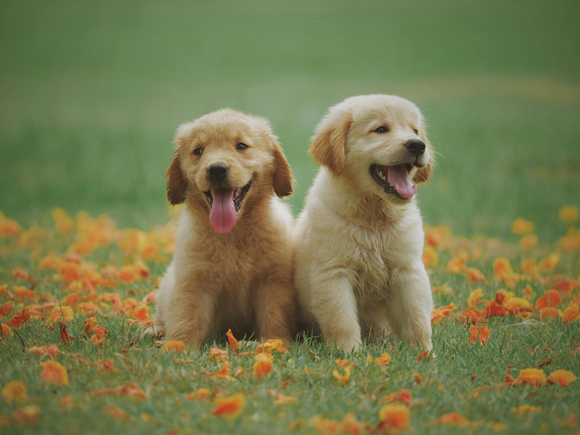 Best Vets in Rotherham